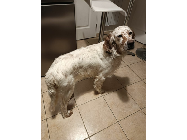 Setter-Anglais Lemon