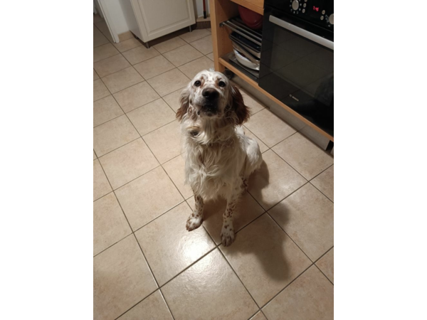 Setter-Anglais Lemon