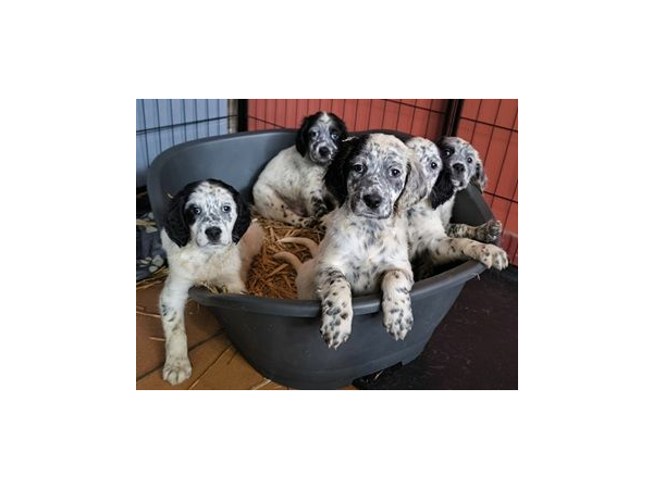 Chiot SETTER anglais