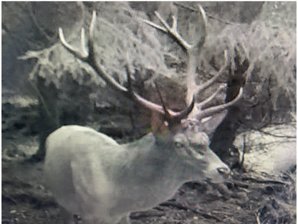 Action Chasse Alsace