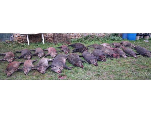 Chasse Grand Gibier 77