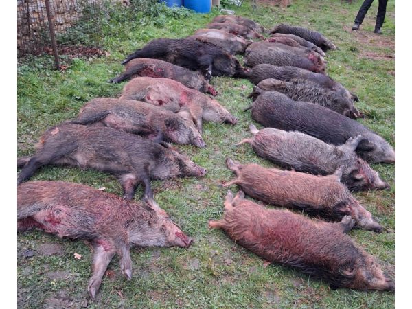 Chasse Grand Gibier 77