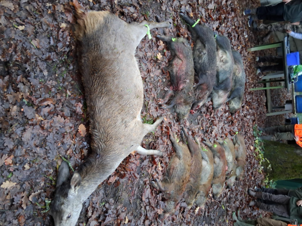 Chasse Grand Gibier 77