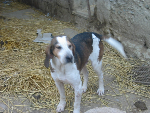 recherche drand Anglo