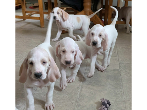 Jakrhundvalper Porcelaine