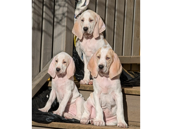 Jakrhundvalper Porcelaine