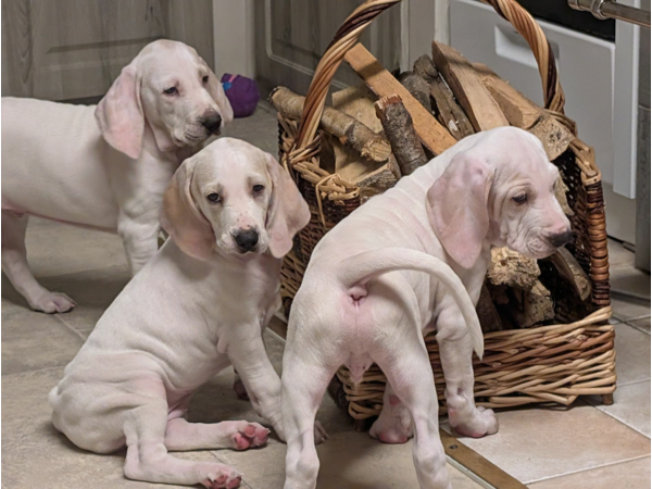 Jakrhundvalper Porcelaine