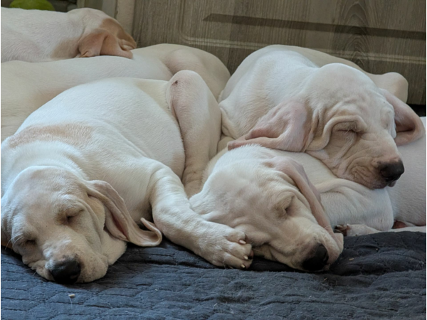 Jakrhundvalper Porcelaine