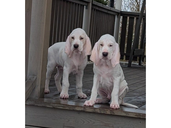 Jakrhundvalper Porcelaine