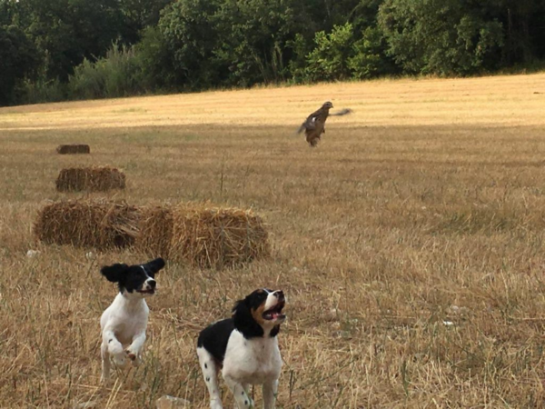 Exclusif et inédit !! / Séjours de dressage de vos chiens d'arrêt hors saison !