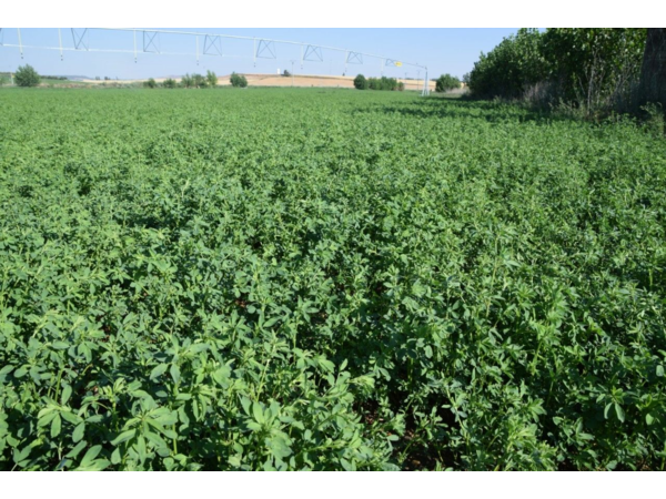 Exclusif et inédit !! / Séjours de dressage de vos chiens d'arrêt hors saison !