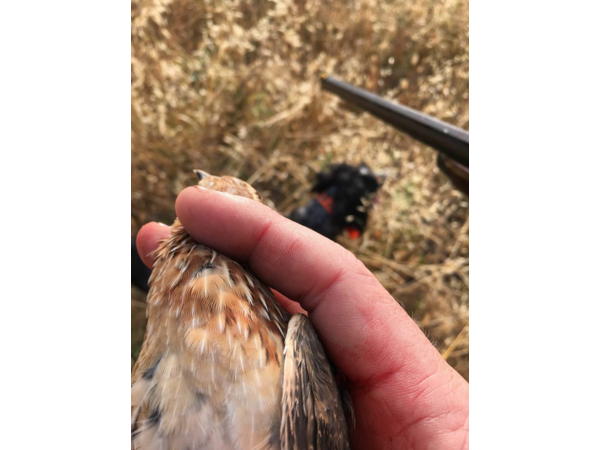 Exclusif et inédit !! / Séjours de dressage de vos chiens d'arrêt hors saison !