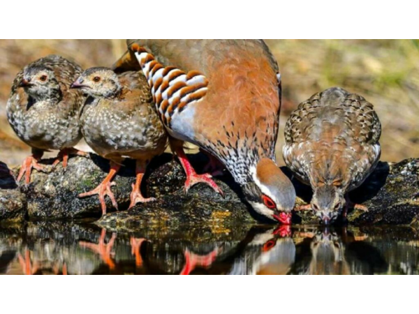 CHASSE » ECONOMIQUE » AUX PERDRIX ROUGES EN CATALOGNE.