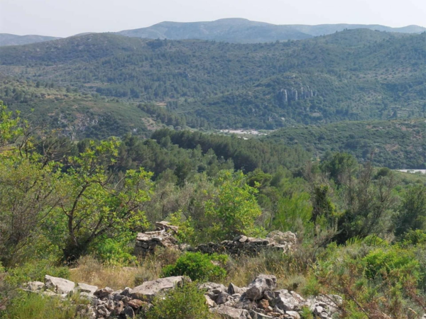 CHASSE » ECONOMIQUE » AUX PERDRIX ROUGES EN CATALOGNE.