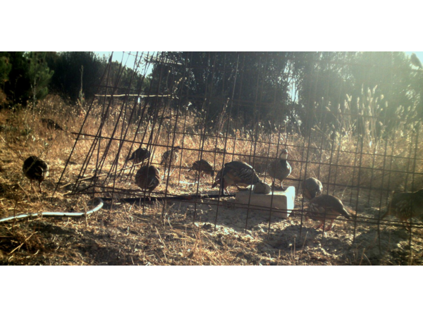 CHASSE » ECONOMIQUE » AUX PERDRIX ROUGES EN CATALOGNE.