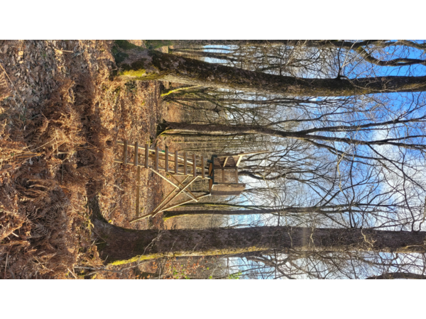 Chasse en Forêt des Bertranges (58)