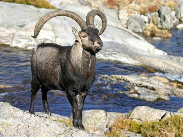 “Macho Montes ou Ibex de GREDOS”