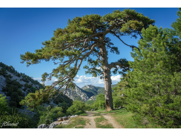 “Macho Montes ou Ibex de GREDOS”