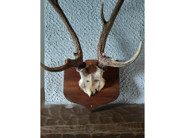 trophée de chasse chevreuil