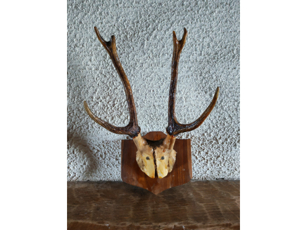 trophée de chasse chevreuil