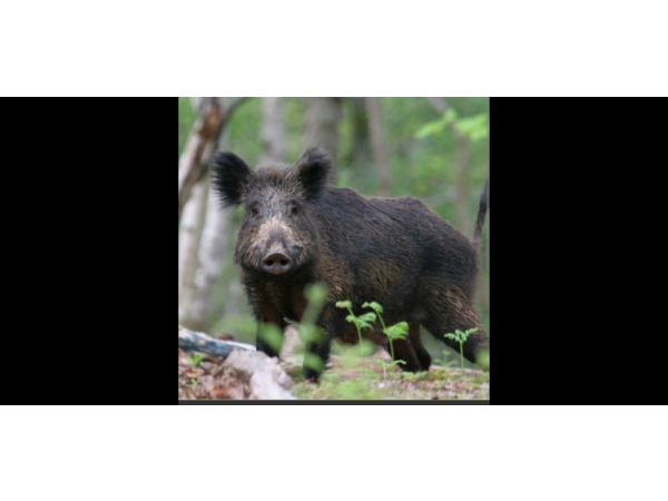 Forêt domaniale de Saint-Michel 02