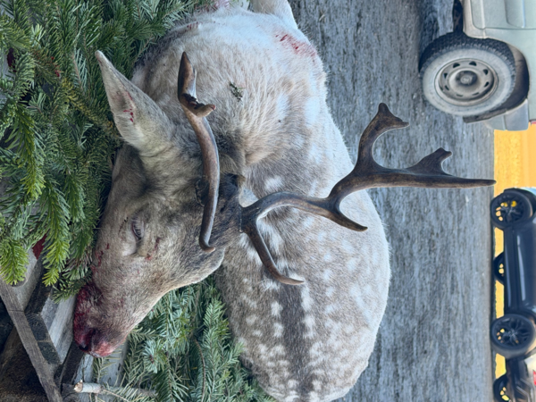 Action petits et gros 77