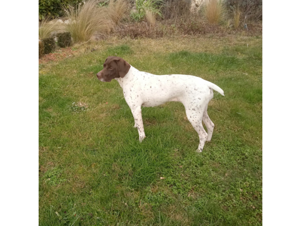 Vends chiots Braque Français, type Pyrénées