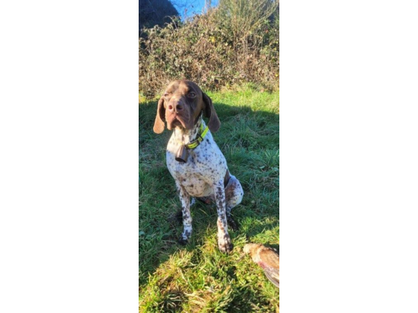 Vends chiots Braque Français, type Pyrénées