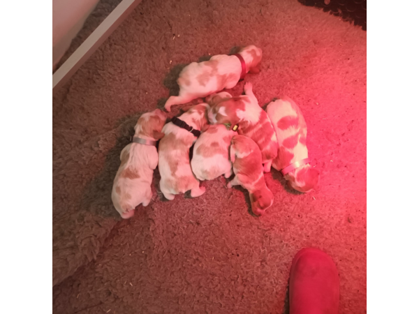 Chiots Epagneul Breton