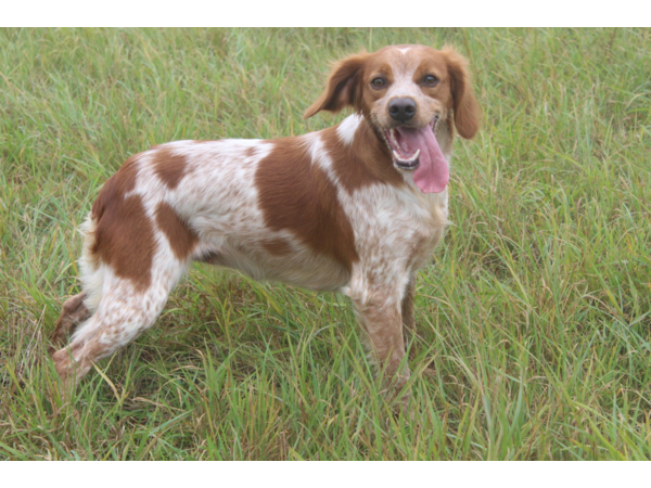 Chiots Epagneul Breton
