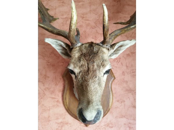Tête de Daim adulte