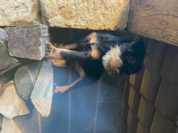 Terriers de chasse allemands