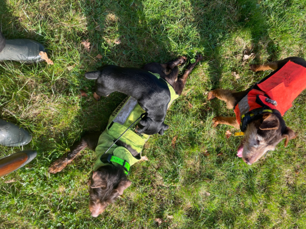 Terriers de chasse allemands