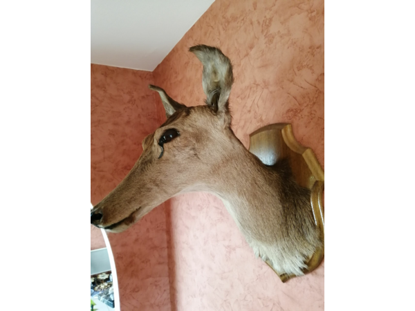 Tête de Biche naturalisée