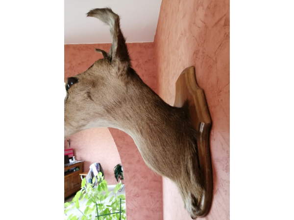 Tête de Biche naturalisée