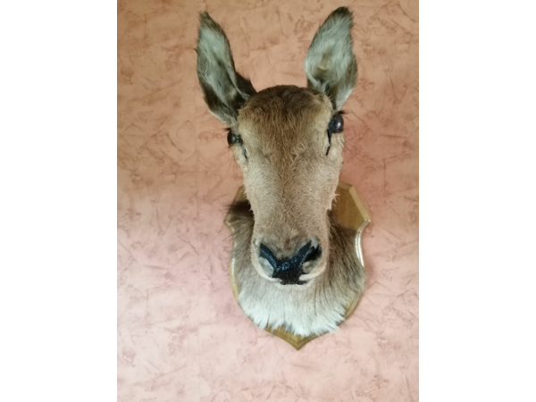 Tête de Biche naturalisée