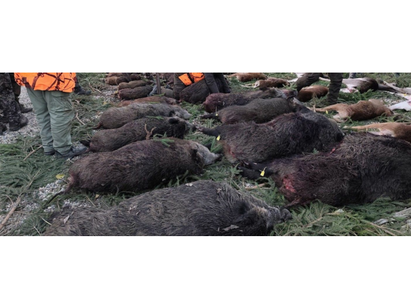 Novembre 2026. Chasse en battue en République tchèque.