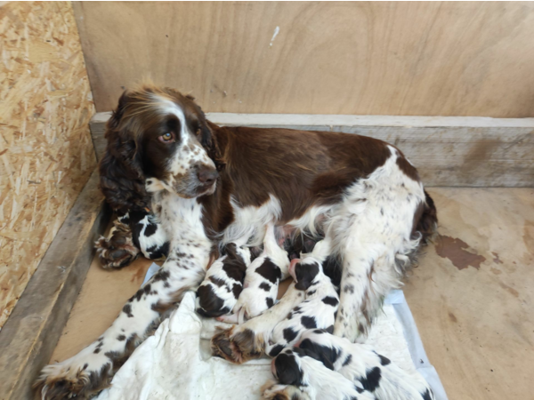Chiots English springer spaniel