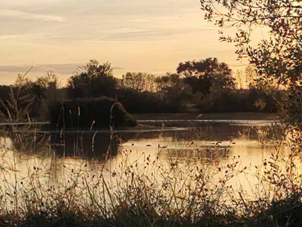 Chasse aux canards