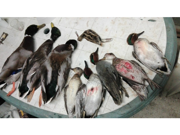 Chasse aux canards