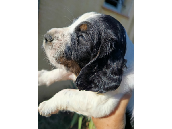 Chiots springer Spaniel English