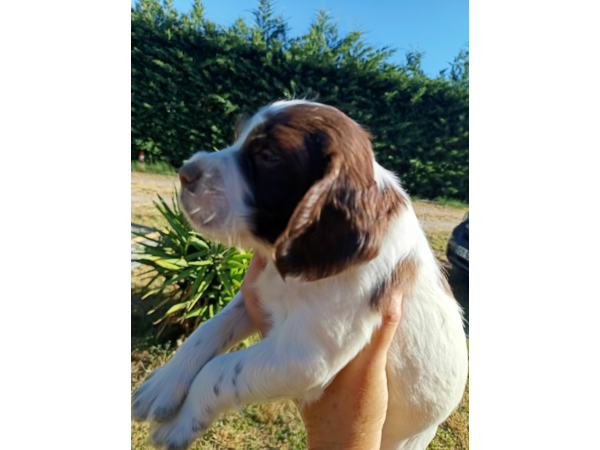 Chiots springer Spaniel English