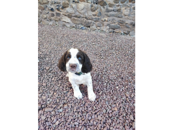 Chiots English springer spaniel