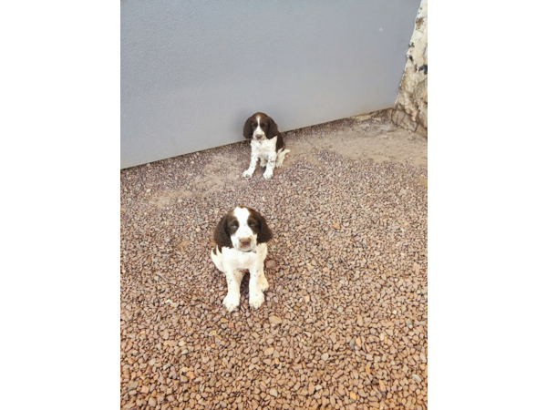 Chiots English springer spaniel
