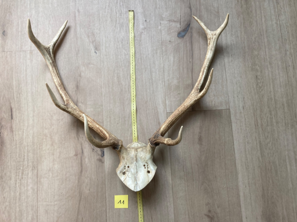 Bois de cerf