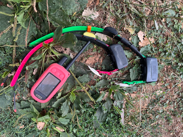 Alpha100 avec collier