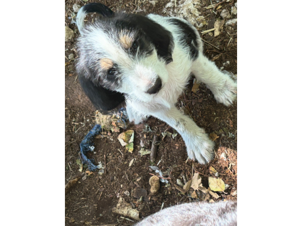 chiots femelle griffon