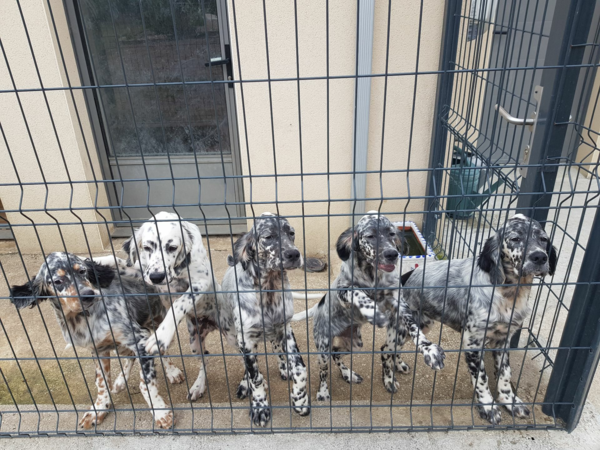 4 chiots Setters anglais LOF