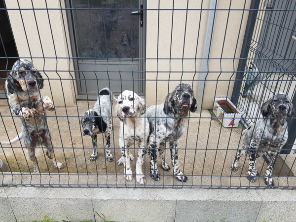 4 chiots Setters anglais LOF