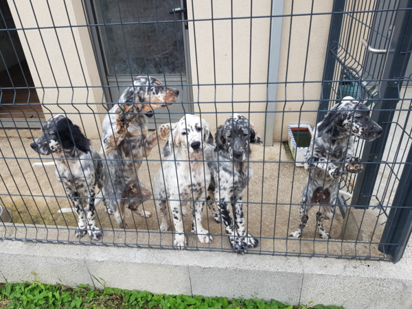 4 chiots Setters anglais LOF